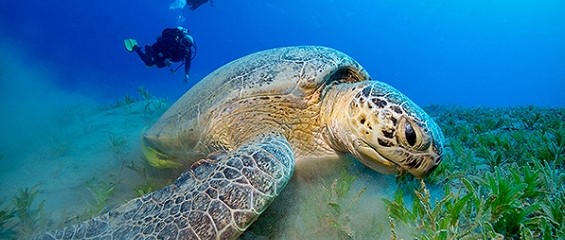 Anti-buée SEA GOLD - FADIS DIVING