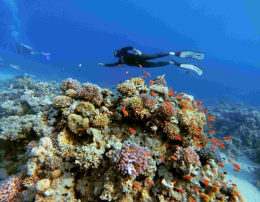 Twój pierwszy krok w kierunku odkrycia, dlaczego freediving staje się popularnym sposobem na odkrywanie świata pod falami.  Nie jest wymagany wcześniejszy kurs freedivingu.