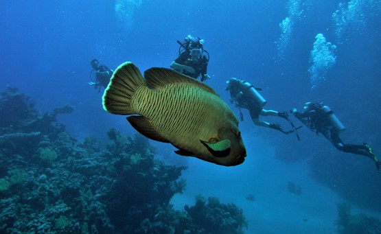 Reef Oasis Beach: Cours Open Water Diver + Séjour à l'Hôtel's photos