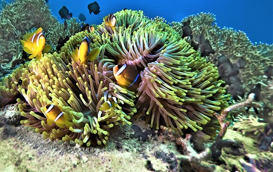 Reef Oasis Blue Bay: 10 duiken met 7 overnachtingen al inclusief's photos