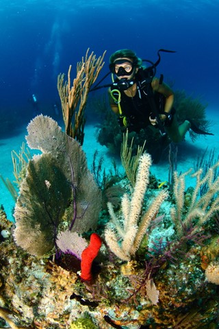 Viva Wyndham Fortuna Beach: 5 Dives with 4 Nights All Inclusive Accommodation's photos