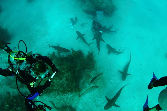 Viva Wyndham: 5 Dives with 4 Nights All Inclusive Accommodation's photos