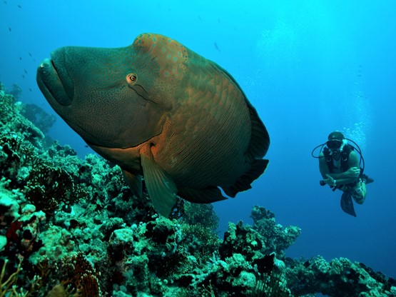 Reef Oasis Blue Bay: Cours Open Water Diver + 7 nuits Séjour's photos