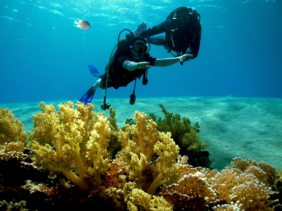 Reef Oasis Beach: Impara ad immergerti! Corso Open Water Diver + Hotel's photos