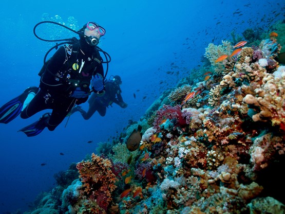 Reef Oasis Blue Bay: Курс PADI Open Water Diver + Отель's photos