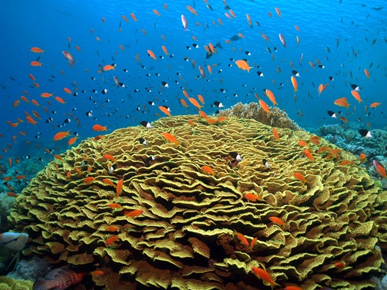 Reef Oasis Beach: Курс PADI Open Water Diver + Отель's photos