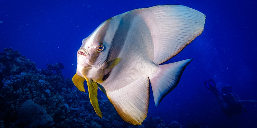 Fury Shoals
