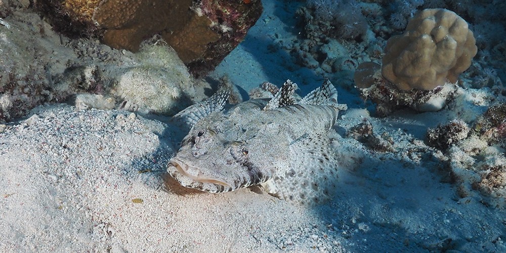 Fury Shoals
